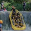 arum jeram